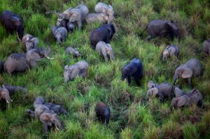 Elephant herd-TylerHicks-NYT