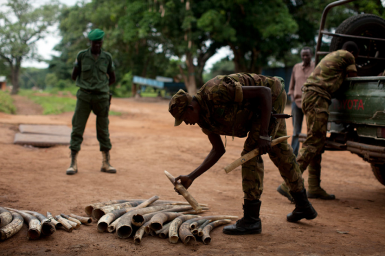 soldiers examine elephant tusks