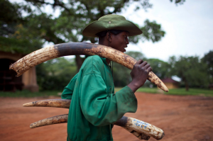 Elephant tusks-Tyler-Hicks-NYTimes