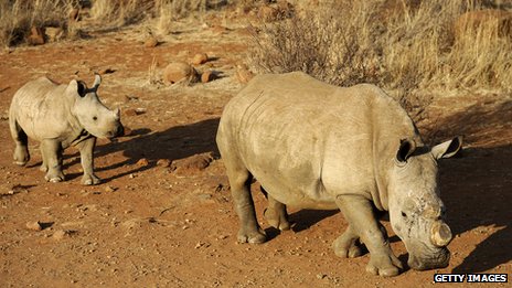 Rhino_South_Africa
