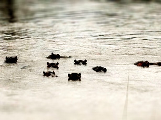 No hippos were harmed during this Instagram photo.