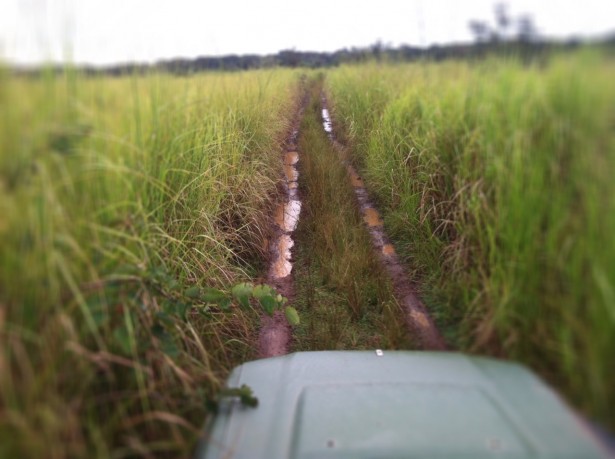 Last month, our staff traveled through Garamba to link in their ranger stations to Invisible Children's early warning radio network. Much of the park is a forested Savannah, with dense forest opening up to vast grass clearings, like this one. The LRA inhabiting the park live off of poached game meat and supplies that they loot from nearby communities.