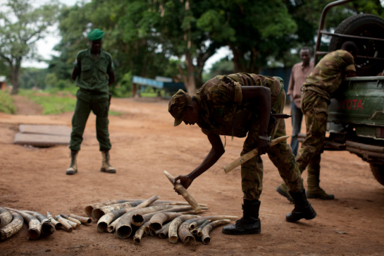 A ranger at Garamba National Park arranges a collection of elephant tusks