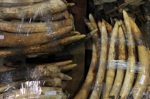 Seized ivory tusks are displayed at a Hong Kong customs press conference on January 4, 2013 (AFP/File, Dale de la Rey)