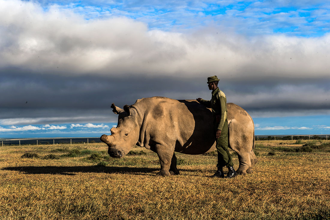 The Last Animals - World loses last male northern white rhino