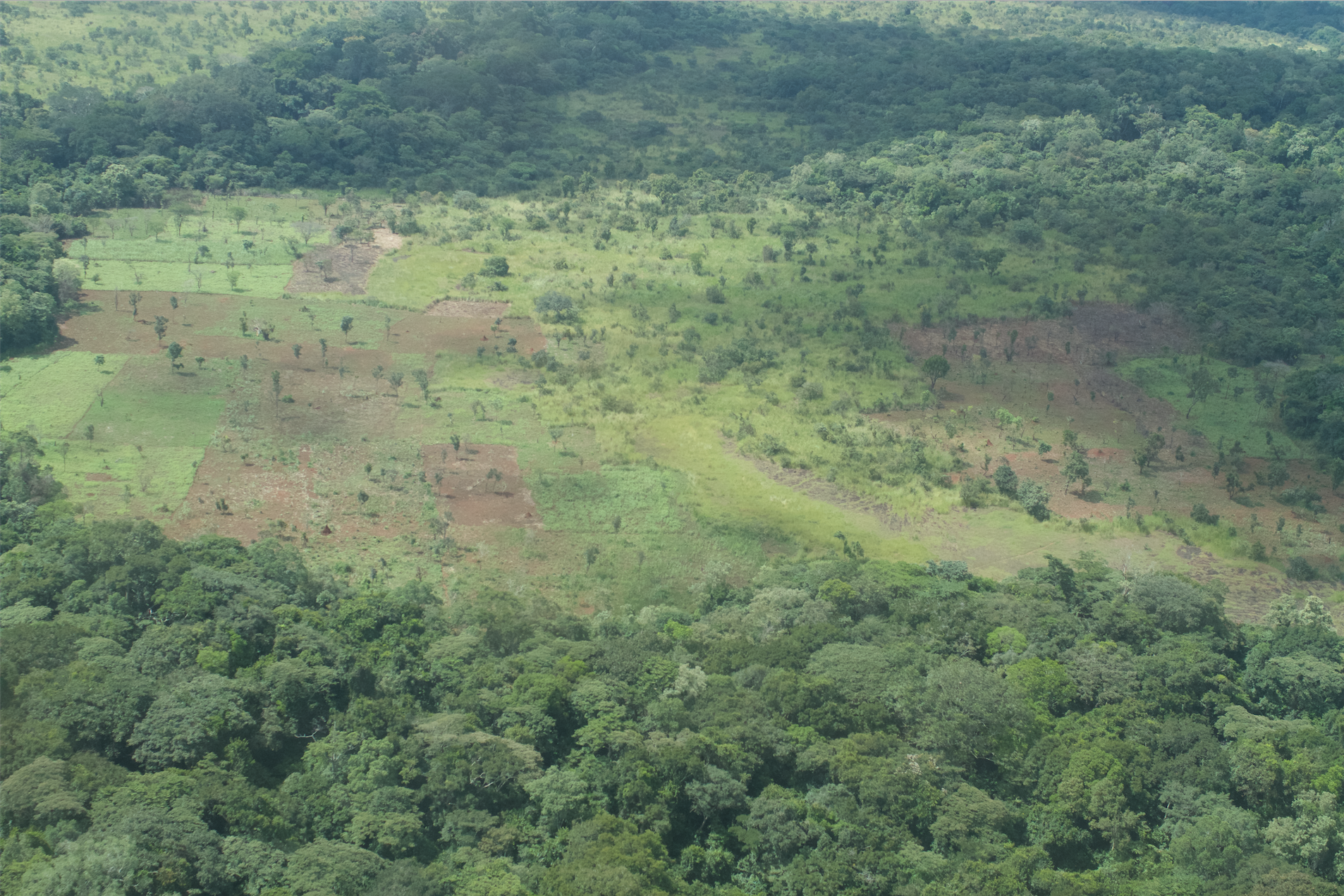 2013 image of an abandoned LRA camp in Garamba National Park in which signs of farming can be seen.